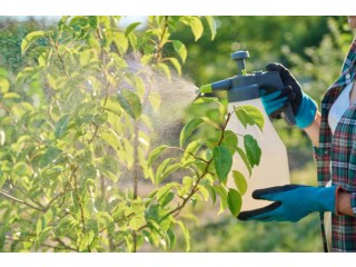 Protect Your Elm Trees with Professional Elm Leaf Beetle Spray!