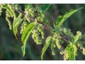 verkauf-von-brennnesselsamen-nettle-seeds-in-grossen-mengen-vom-hersteller-zu-den-besten-preisen-small-1