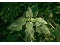 verkauf-von-brennnesselsamen-nettle-seeds-in-grossen-mengen-vom-hersteller-zu-den-besten-preisen-small-0