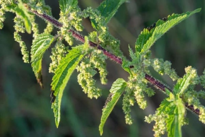 verkauf-von-brennnesselsamen-nettle-seeds-in-grossen-mengen-vom-hersteller-zu-den-besten-preisen-big-1