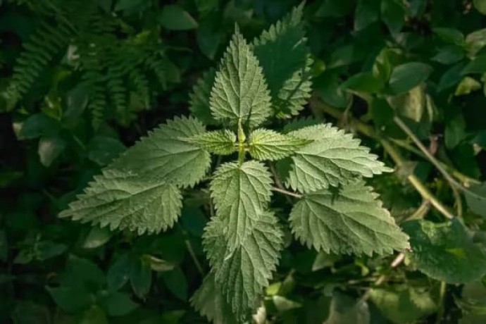 verkauf-von-brennnesselsamen-nettle-seeds-in-grossen-mengen-vom-hersteller-zu-den-besten-preisen-big-0