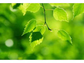 Verkauf von “Birken (Birch)” in großen Mengen vom Hersteller zu den besten Preisen.