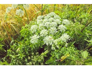 Verkauf von “Anise” in großen Mengen vom Hersteller zu den besten Preisen.