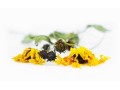 verkauf-von-arnica-black-elder-in-grossen-mengen-vom-hersteller-zu-den-besten-preisen-small-2