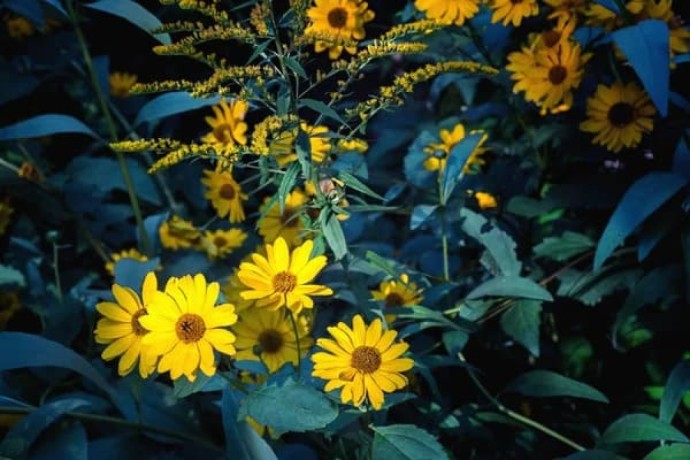 verkauf-von-arnica-black-elder-in-grossen-mengen-vom-hersteller-zu-den-besten-preisen-big-0