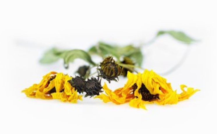 verkauf-von-arnica-black-elder-in-grossen-mengen-vom-hersteller-zu-den-besten-preisen-big-2