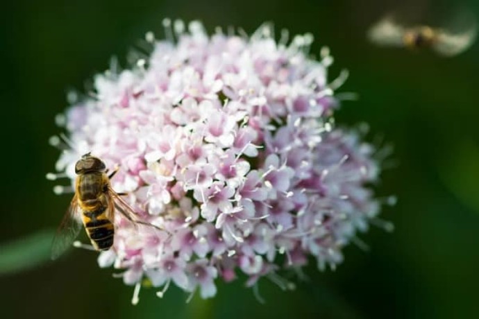 verkauf-von-baldrian-valerian-in-grossen-mengen-vom-hersteller-zu-den-besten-preisen-big-3