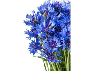 Verkauf von “Kornblumenblau” in großen Mengen vom Hersteller zu den besten Preisen.