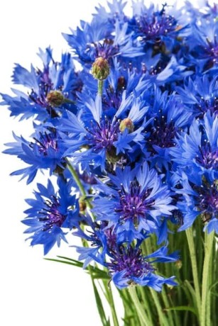 verkauf-von-kornblumenblau-in-grossen-mengen-vom-hersteller-zu-den-besten-preisen-big-0