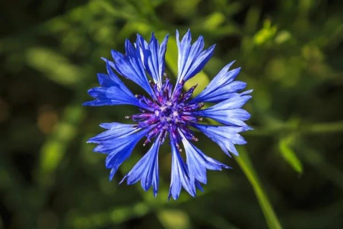 verkauf-von-kornblumenblau-in-grossen-mengen-vom-hersteller-zu-den-besten-preisen-big-1