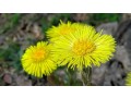 verkauf-von-huflattich-soltsfoot-in-grossen-mengen-vom-hersteller-zu-den-besten-preisen-small-0