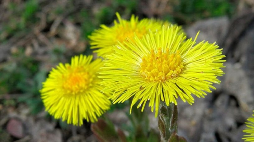 verkauf-von-huflattich-soltsfoot-in-grossen-mengen-vom-hersteller-zu-den-besten-preisen-big-0