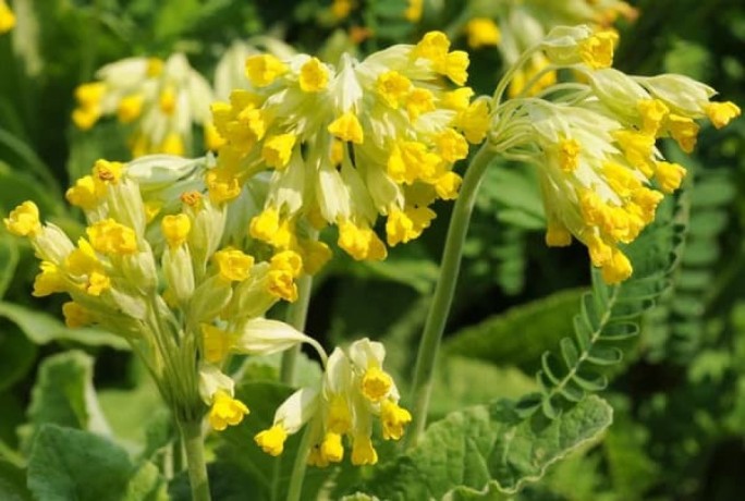 verkauf-von-echte-schlusselblume-in-grossen-mengen-vom-hersteller-zu-den-besten-preisen-big-2