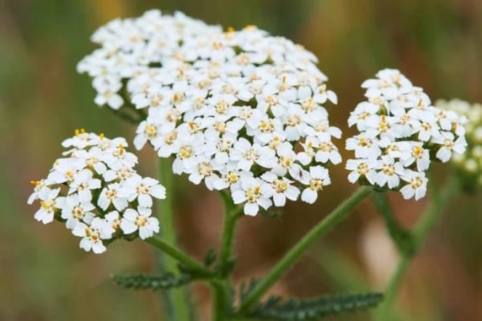 verkauf-von-schafgarbenkraut-in-grossen-mengen-vom-hersteller-zu-den-besten-preisen-big-1