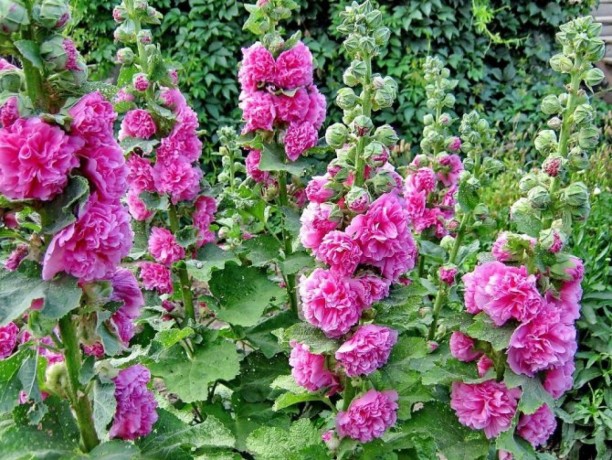 verkauf-von-gewohnliche-stockrose-in-grossen-mengen-vom-hersteller-zu-den-besten-preisen-big-1