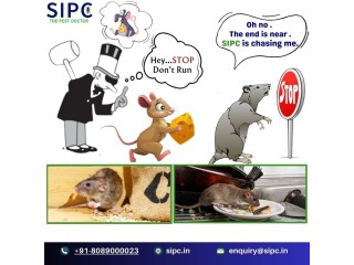 Rodent Control Services in Bangalore | Rat Control | SIPC