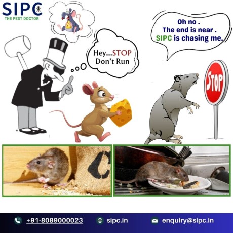 rodent-control-services-in-bangalore-rat-control-sipc-big-0