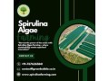 spirulina-farming-solution-spirulina-algae-farming-small-1