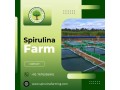 spirulina-farming-solution-spirulina-algae-farming-small-2