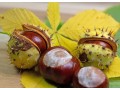 vendita-di-ippocastano-horse-chestnut-allingrosso-dal-produttore-ai-prezzi-migliori-small-0