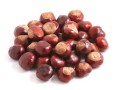 vendita-di-ippocastano-horse-chestnut-allingrosso-dal-produttore-ai-prezzi-migliori-small-1