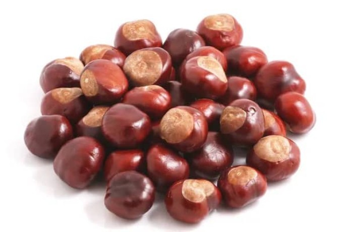 vendita-di-ippocastano-horse-chestnut-allingrosso-dal-produttore-ai-prezzi-migliori-big-1