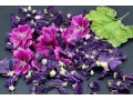 vendita-di-malva-common-mallow-allingrosso-dal-produttore-ai-prezzi-migliori-small-0