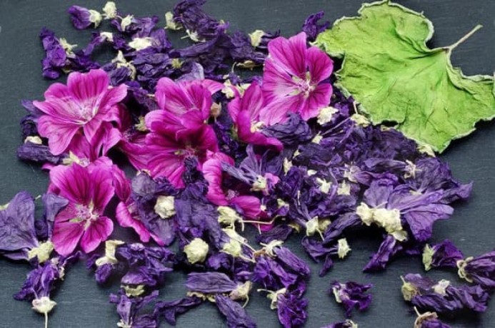 vendita-di-malva-common-mallow-allingrosso-dal-produttore-ai-prezzi-migliori-big-0