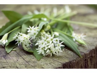 Vendita di "Aglio d'orso (Wild garlic)" all'ingrosso dal produttore ai prezzi migliori