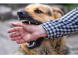 Employee Dog Bite Prevention Keeping Your Workplace Safe