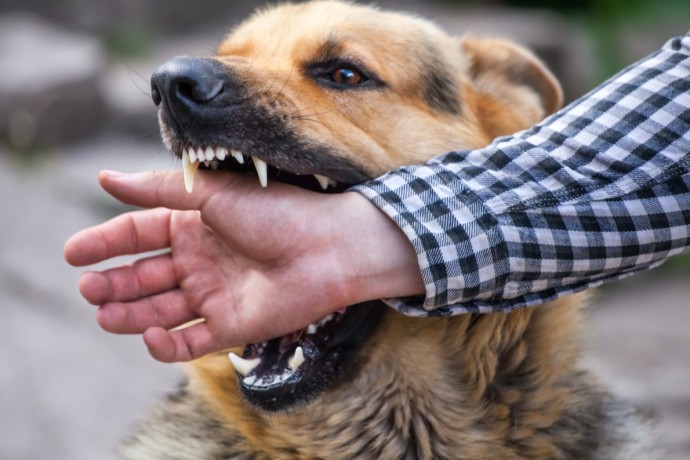 employee-dog-bite-prevention-keeping-your-workplace-safe-big-0