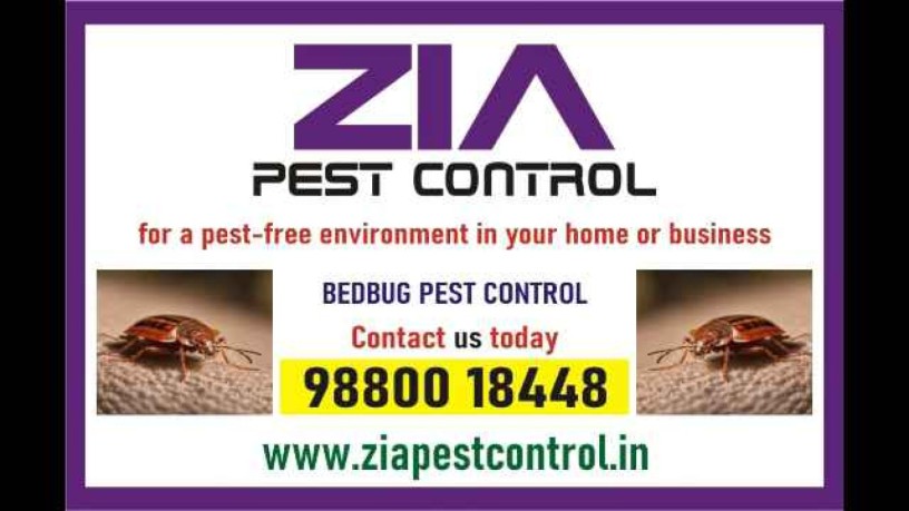 bedbug-pest-control-upto-35-off-3075-effective-bedbug-treatment-big-0