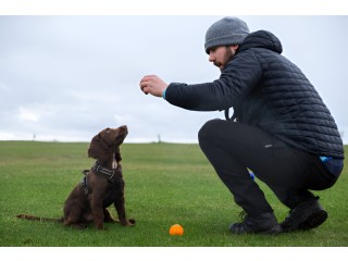 Comprehensive Animal Care Course Nurturing Skills for a Rewarding Career