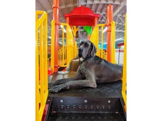 Top Dog Boarding Services in Los Angeles | South Park Doggie Land