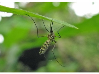 Mosquito Repellent System