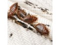 expert-bedbug-treatment-service-london-eliminate-bedbugs-effectively-and-safely-small-0