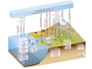 Remove carbon from the air