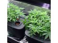 hydroponic-cannabis-grow-kits-small-0