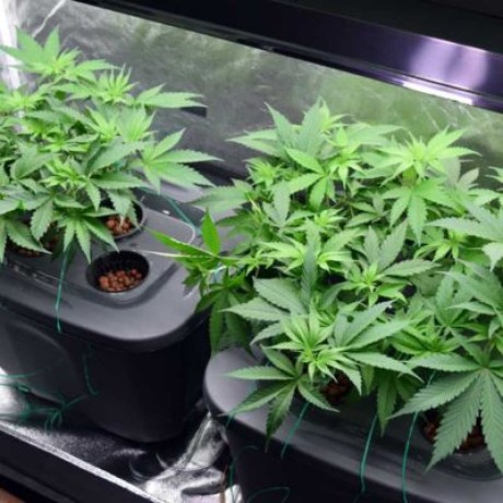 hydroponic-cannabis-grow-kits-big-0