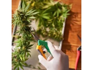 Cannabis Trimming Scissors