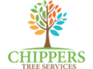 When Should You Remove a Tree from Your Yard